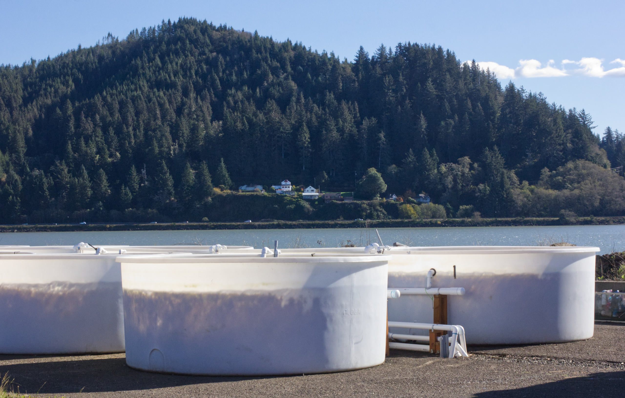 Oregon Seaweed - Garibaldi