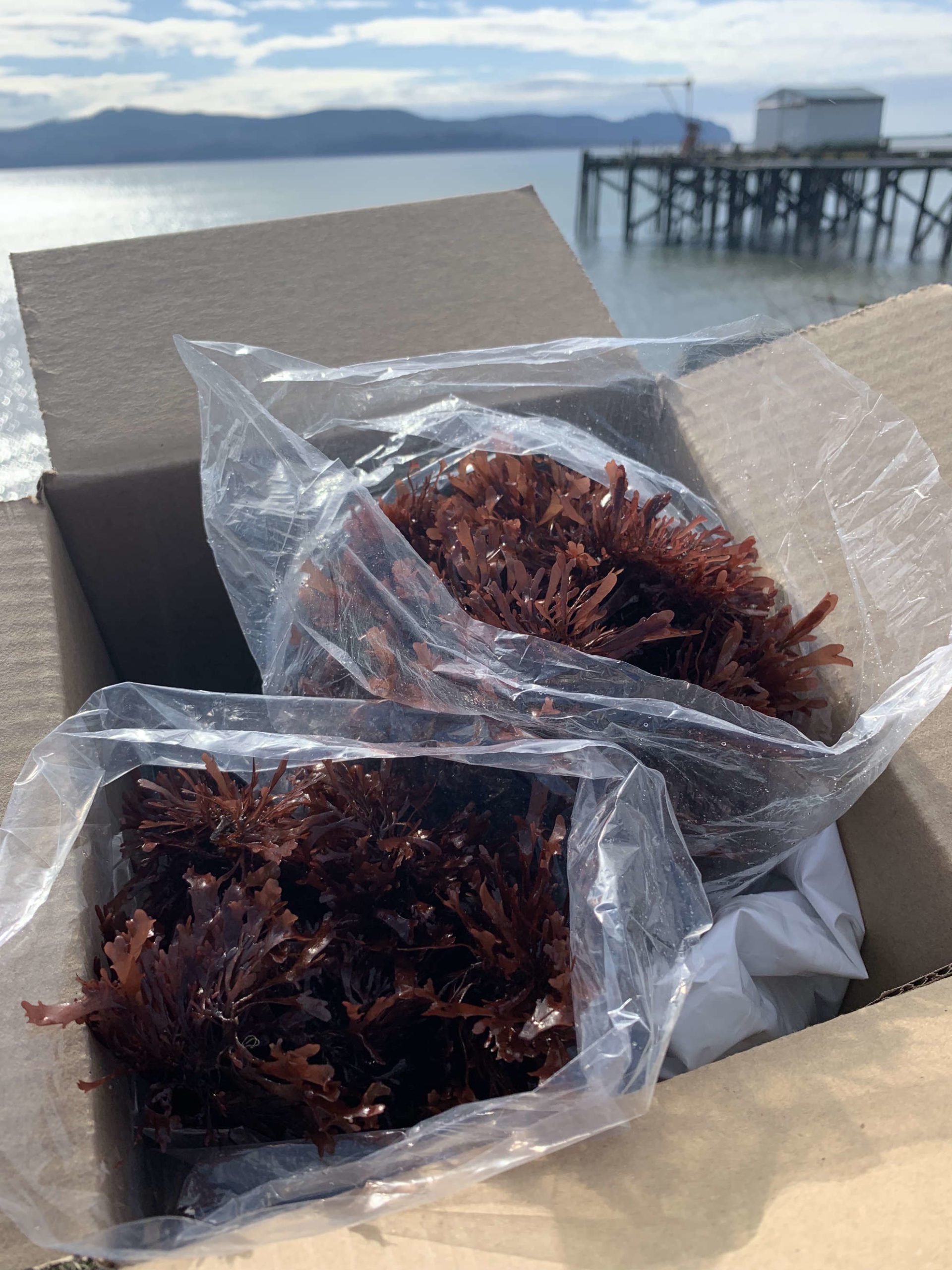 Fresh dulse getting shipped out
