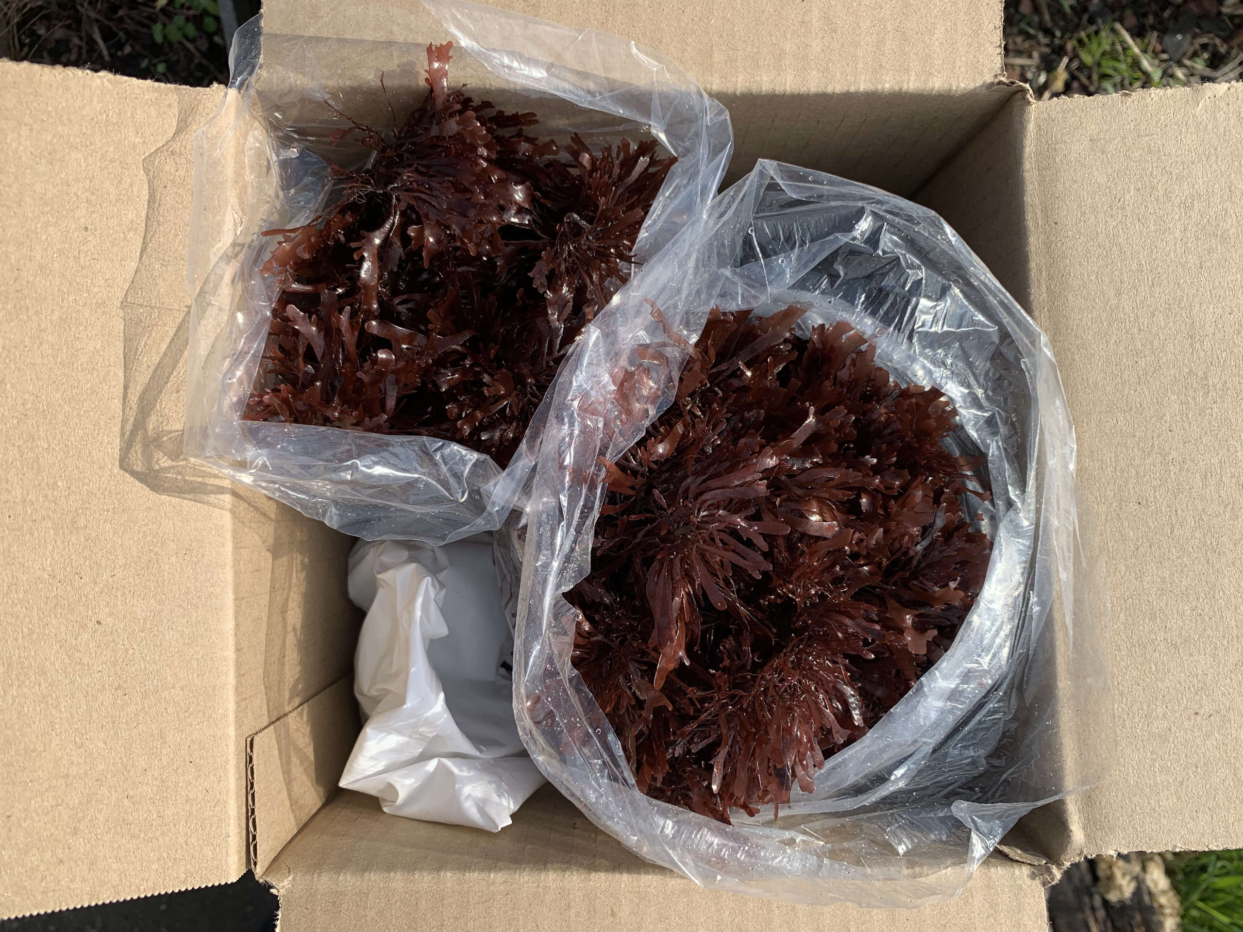 Fresh dulse getting shipped out
