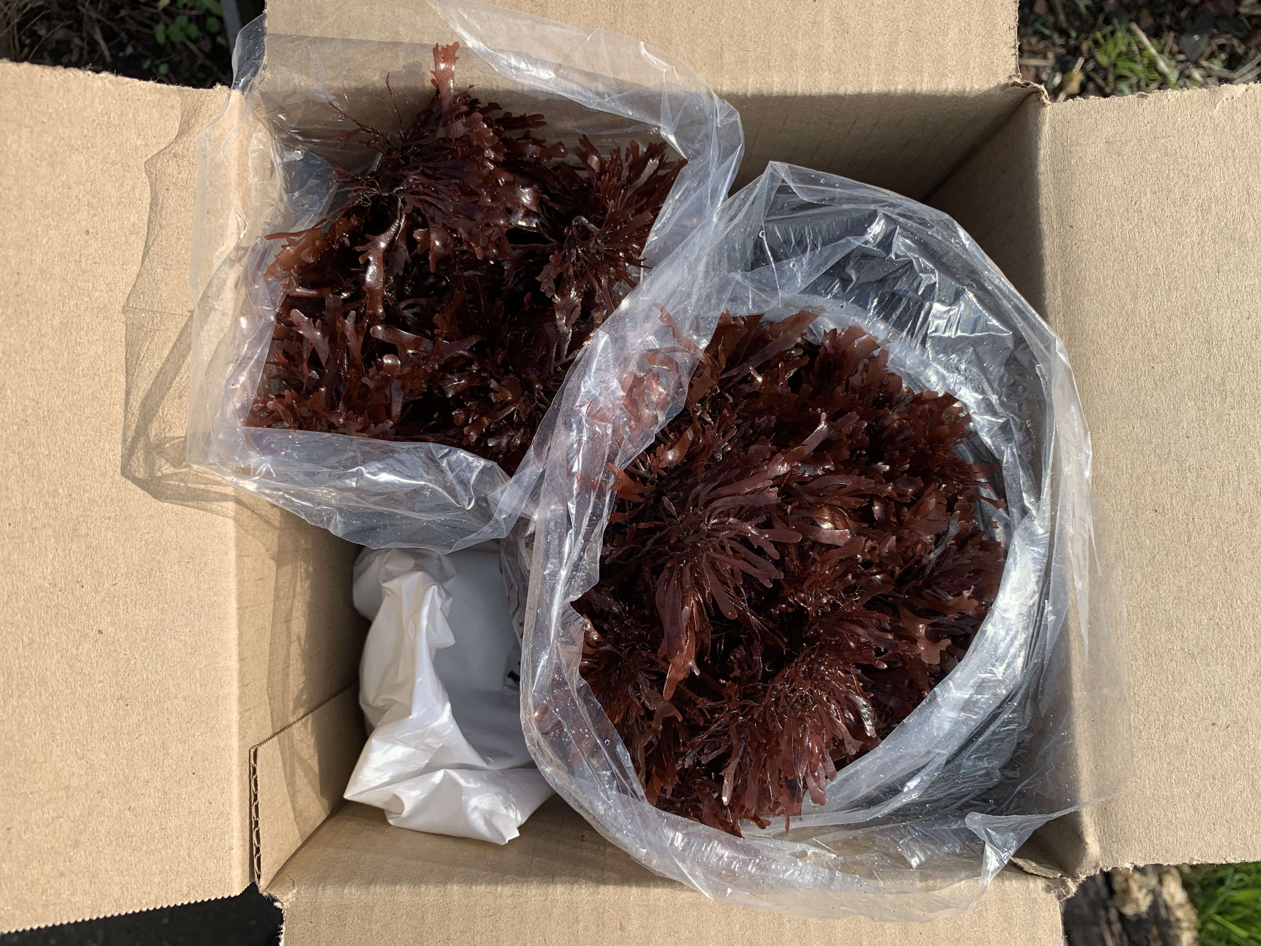 Fresh dulse getting shipped out