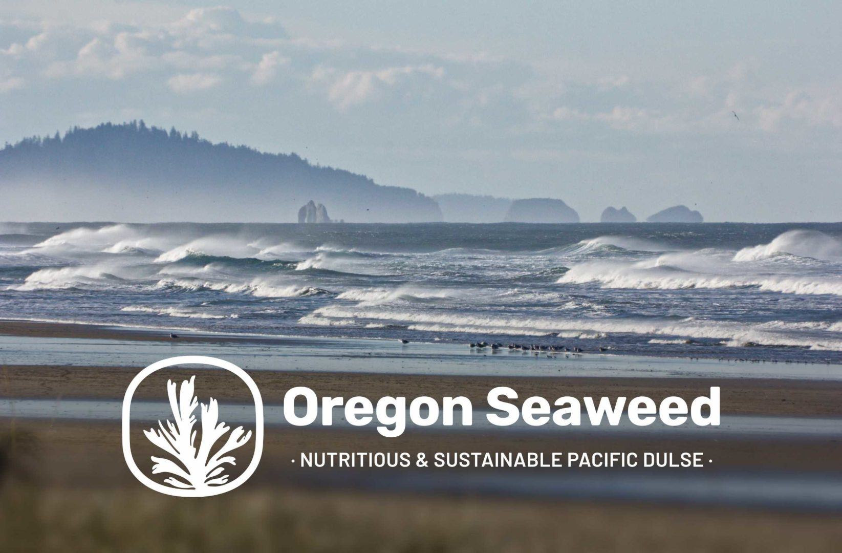 oregon seaweed hero image a1