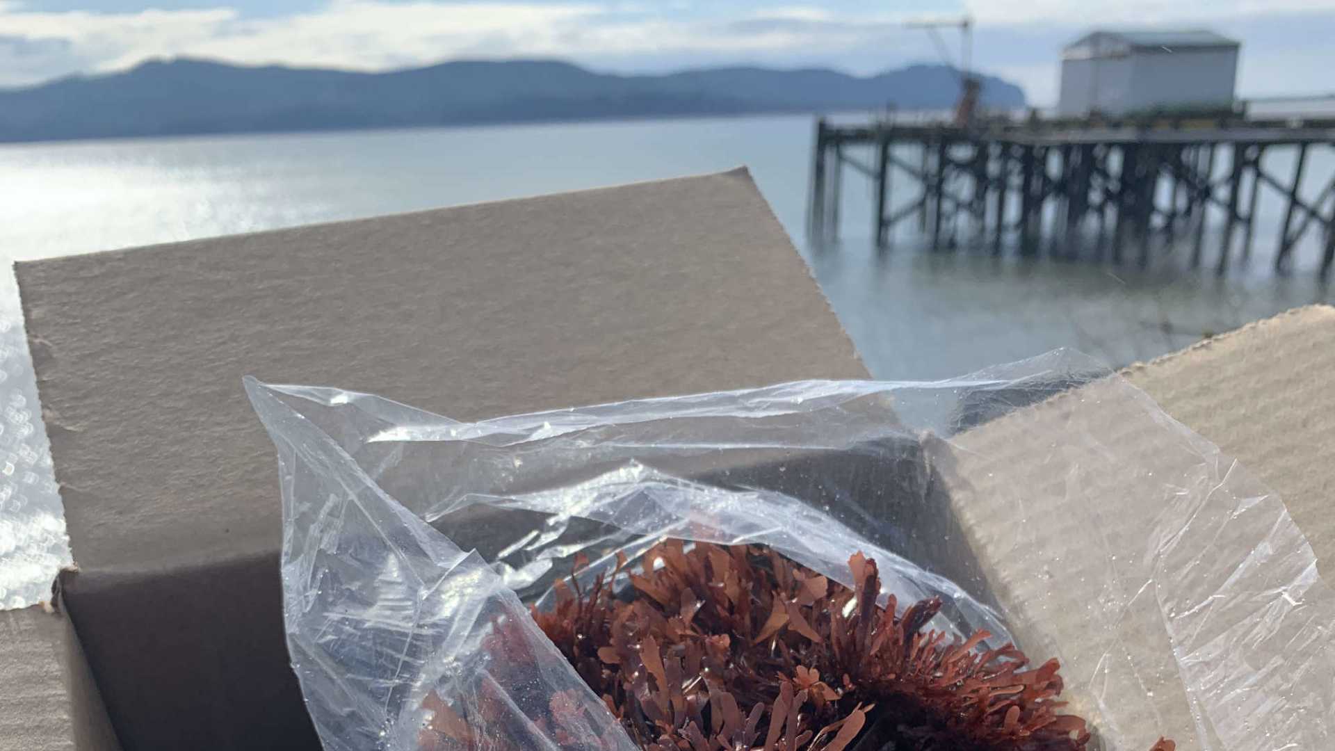 Oregon Seaweed Pacific Dulse Packaged Shipped Hero