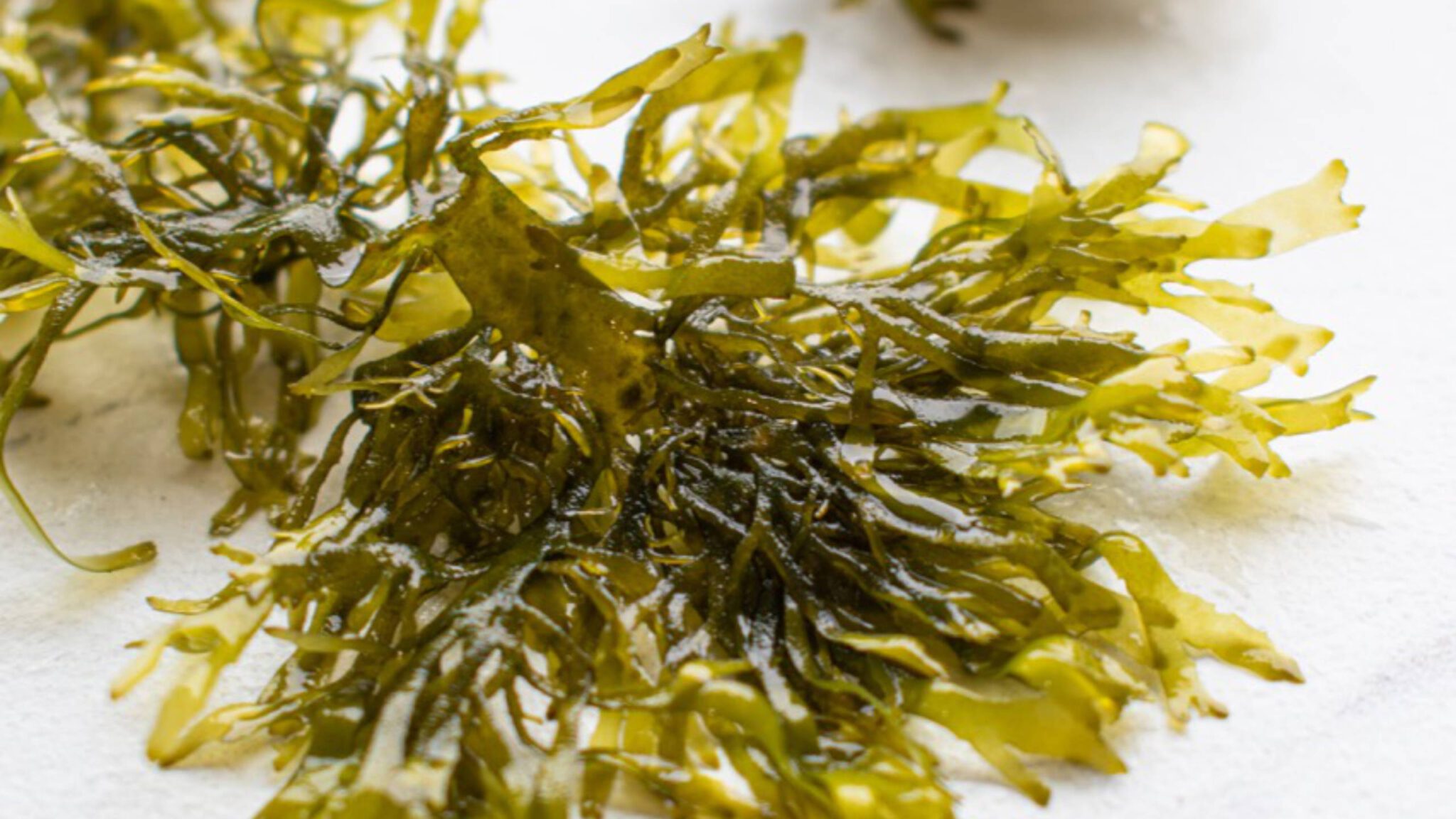 Oregon Seaweed Default 5